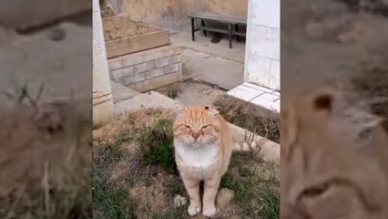 La increíble historia de Hachiko, la gata rusa que lleva desde 2018 sobre la tumba de su dueño