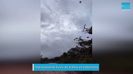 Impresionante lluvia de arañas en Catamarca