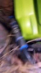 Cleo the cat rescue - Scottish RSPCA