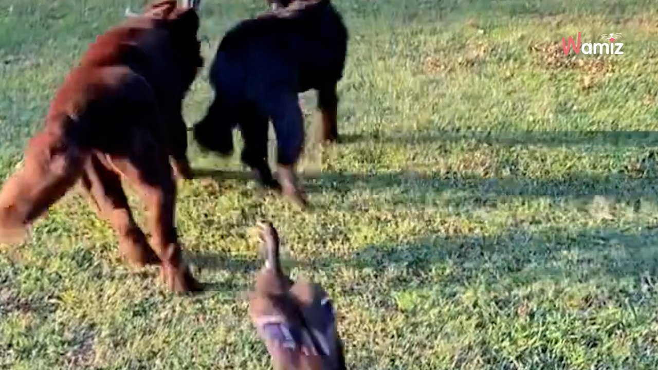 « Il fait partie de la meute » : 65K personnes sont scotchées devant ce canard qui se prend pour un chien  (vidéo)