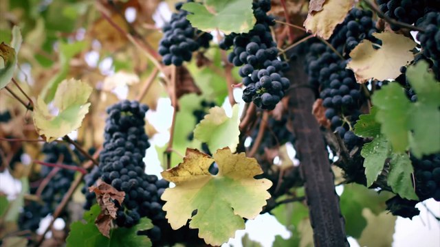 Dave Stotts - Jesus Turns Water to Wine and Confronts Legalism - Drive Thru History - The Gospels - Episode 7