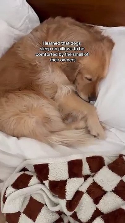 My puppy found her emotional support pillow 🥺 #dogs #dogshorts #puppy #puppies #goldenretriever