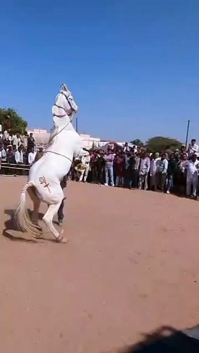 विदेशी पर्यटकों की दिलचस्पी ने बढाई रामदेव पशु...