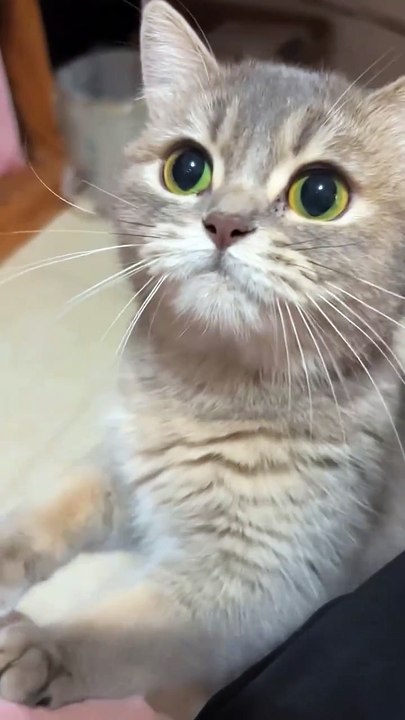 🐾 Get ready for cuteness overload in our latest video featuring the most a