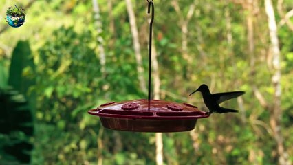 Exotic Birds in Natural Habitats  | 01 |