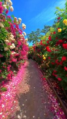 Romantic Rose Pathway – Nature’s Breathtaking Art