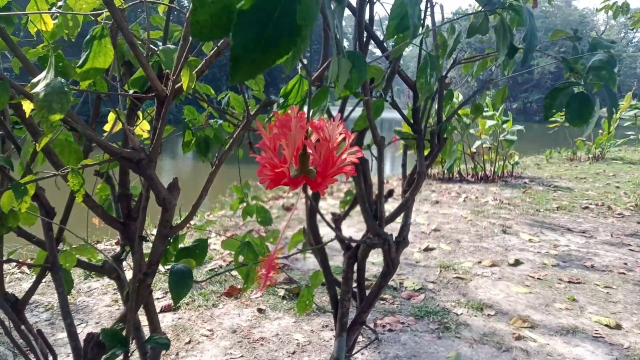 Let her dance...