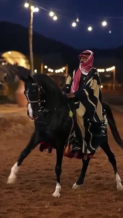 very beautiful horse
