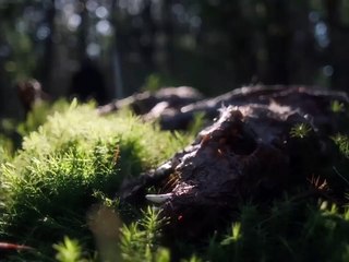 In a Violent Nature (2024) - Bande annonce