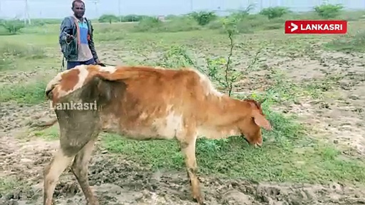 மன்னார் மாவட்டத்தில் மேய்ச்சல் தரை இன்றி இறந்து போகும் கால்நடைகள்