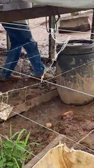 Gentleman saves a chick from mud and gives it a fresh start