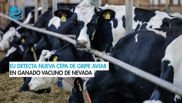 Estados Unidos detecta nueva cepa del virus de la gripe aviar en ganado vacuno de Nevada