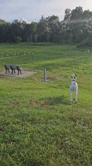 Dog Chases Pigeons in Park