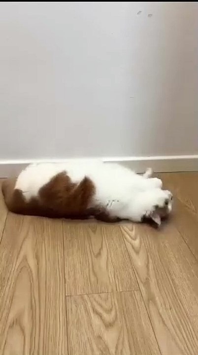 Hund genießt eine Massage! 20250206