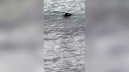 Ospite inatteso nelle acque di Porto Alabe: un "pinguino" arrivato dal Nord Atlantico