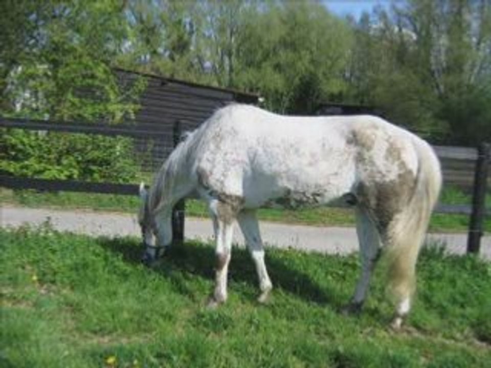 Flami flami prairie01