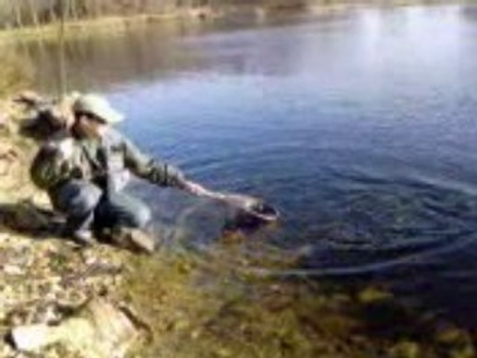 Truite 5lbs