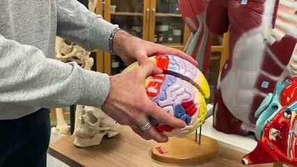 6 fév TOPO AD Table de dissection virtuelle umoncton