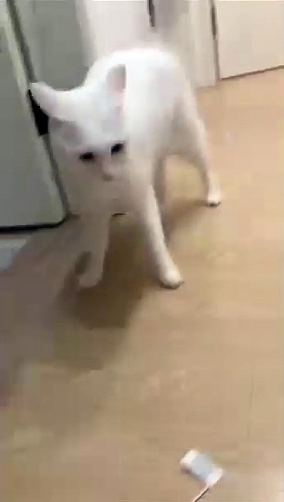 Welpen teilen ein Spielzeug! 20250206