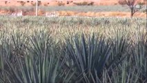 Prevalece el clima de crispación entre los productores de agave
