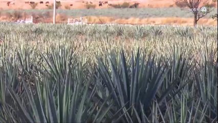 Prevalece el clima de crispación entre los productores de agave