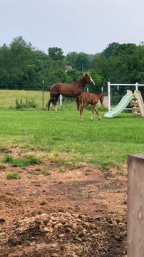 Foal Stumbles and Collapses on Ground While Trying To Walk