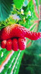 Unique Beautiful Tasty Fruit and Vegetables