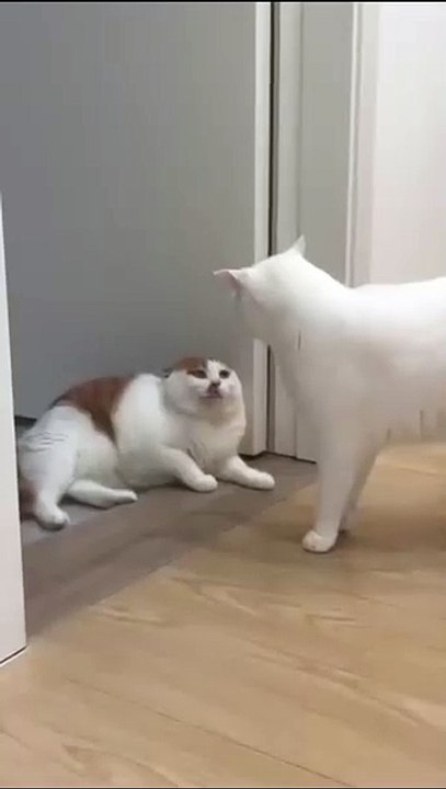 Hund bringt Fernbedienung! 20250207