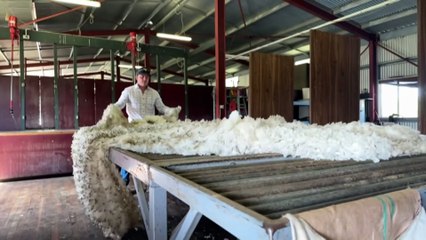 Australia’s wool industry faces century-old challenges as production falls and global demand weakens