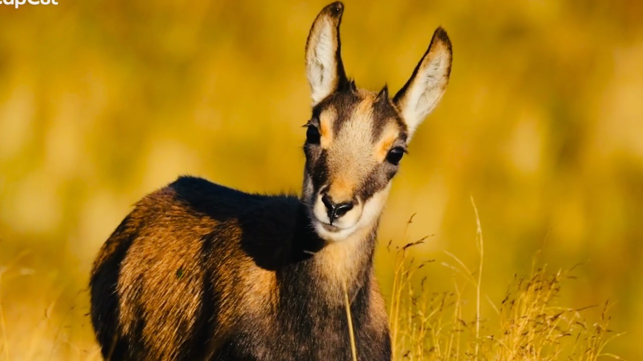 Âm nhạc thư giãn trị liệu với cảnh đẹp nhân gian - Những giây phút cuter của thế giới động vật