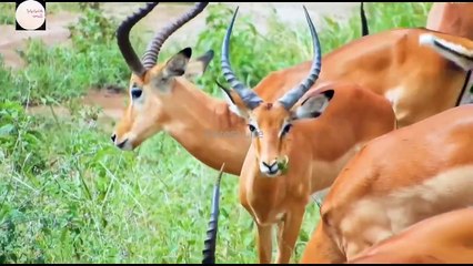 Wildlife documentaries in the world