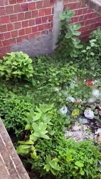 Moradores denunciam terreno particular abandonado no bairro Bivar Olinto e tentam localizar dono