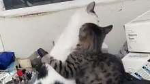 El gato pernanca y su gatito chamacorron se divierten se la pasan jugando mientras perparo el cafe