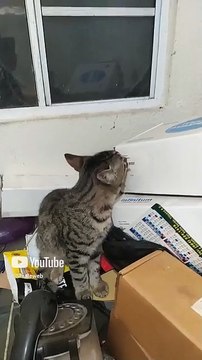 El Gato Chamacorron se queda mirando mientras yo preparo el cafesata #Shorts #animales #mascotas