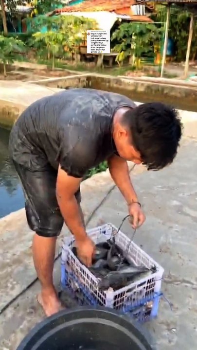Jangan sebut tengkulak se enaknya nurunkan harga lele kalau kondisinya seperti ini