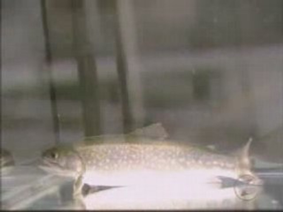 Pisciculture - comment c'est fait ?