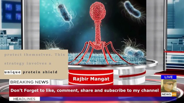 Viruses that love to kill bacteria could help fight deadly infections