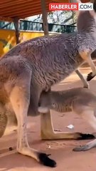 Tüp bebek yöntemini bu kez insanda denemediler! Seçtikleri hayvan da bir hayli ilginç