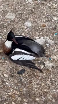 Exhausted Duck Spins Around in Circles to Calm Itself