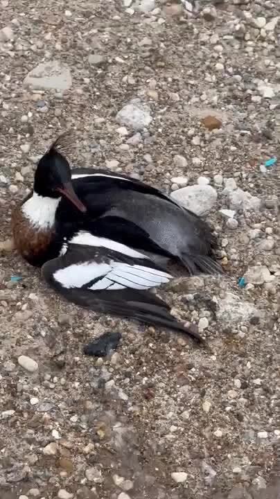 Exhausted Duck Spins Around in Circles to Calm Itself