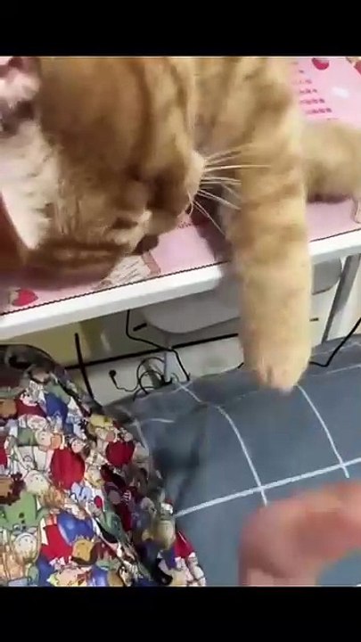 Hund bringt die Zeitung! 20250207