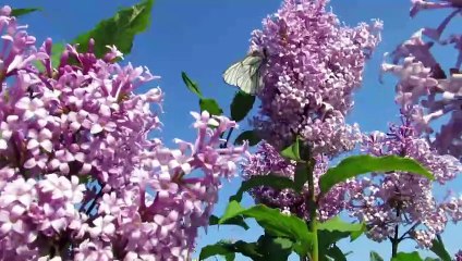 Stunning Butterfly Documentary | Watch Colorful Creatures in Their Natural Habitat 🦋