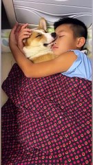 Funny Moments of Cat & Dog Bosses - Episode 1 |  Meow & Woof Universe