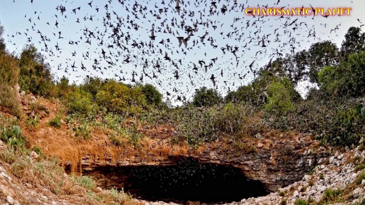 Bracken Bat Cave: Home to the World's Largest Bat Colony – Nature’s ...