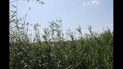 Feride Hilal Akın - Bilir mi feat.Enbe Orkestrası