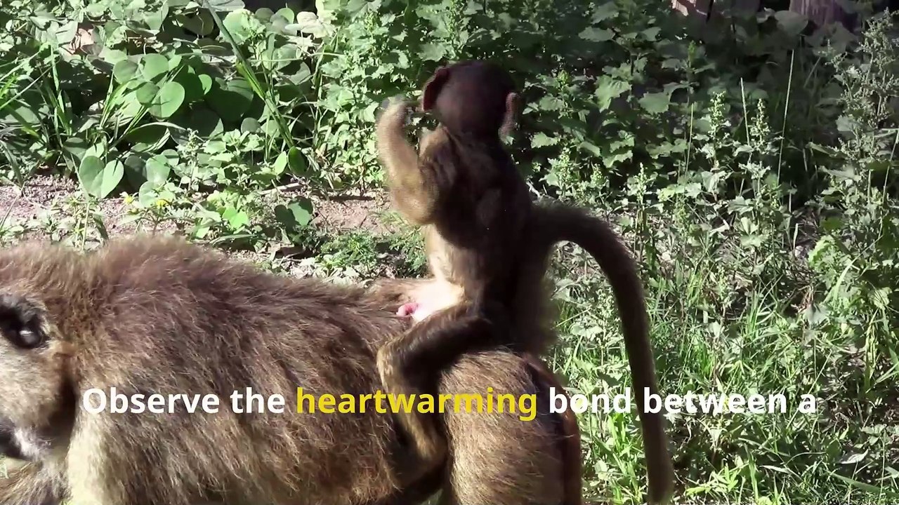 Fun Baboon Facts. Meet the Loud & Smart Jungle Monkeys!