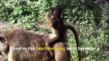 Fun Baboon Facts. Meet the Loud & Smart Jungle Monkeys!