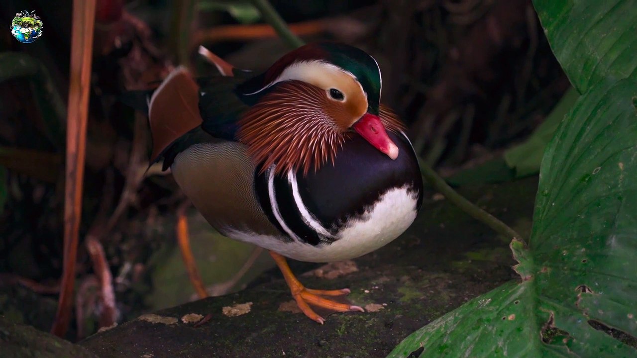 Amazing Bird