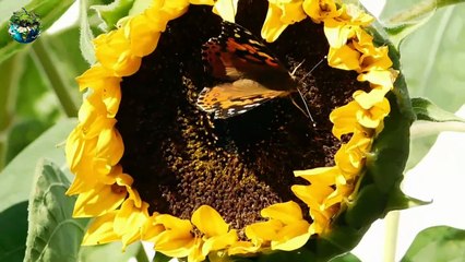 Stunning Butterfly Encounters in Nature 🦋