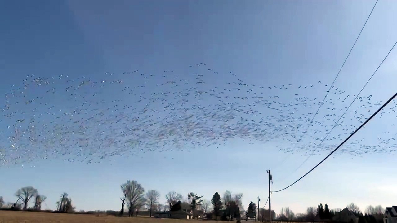 Canada geese
